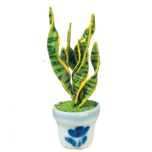 Sansevieria in Pot